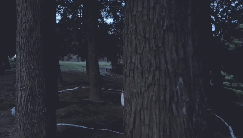 Rabbit film 1
